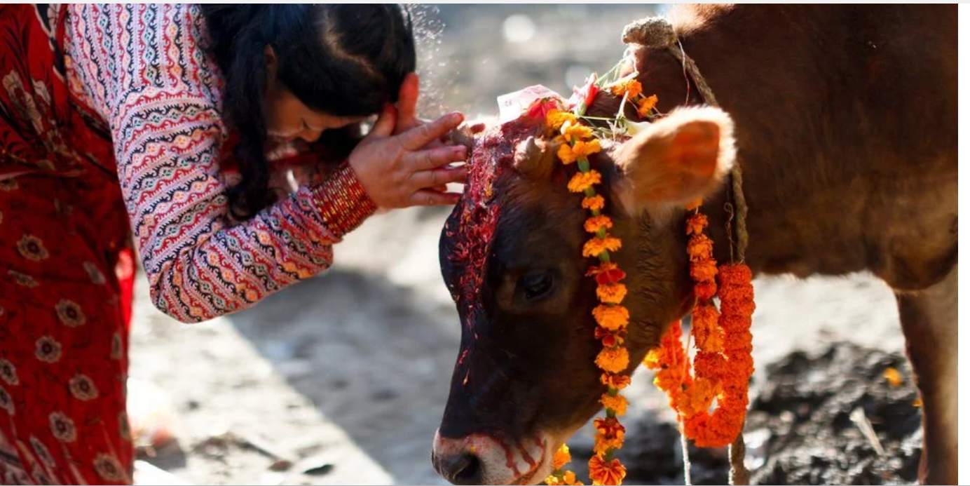 तिहारको तेस्रो दिन : आज गाई पूजा